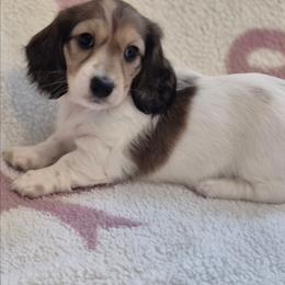 Sadie - Piebald female Dachshund puppy in Denton, Georgia from Pleasantdachs Minis