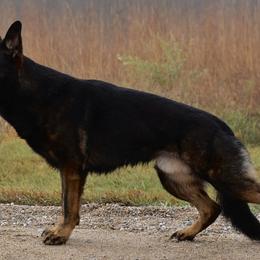 German Shepherds from Von Soldiago