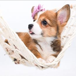 Honey - Sable female Pembroke Welsh Corgi puppy in San Antonio, Texas from Moxxi's Legacy Corgis