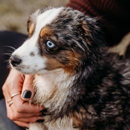 Liberty  - Toy Australian Shepherd
