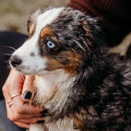 Liberty  - Toy Australian Shepherd