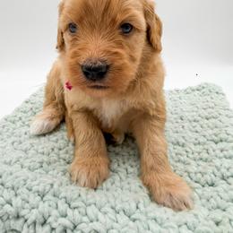 Lightning - Apricot female Goldendoodle puppy in Sunman, Indiana from Brunsman Country Doodles LLC