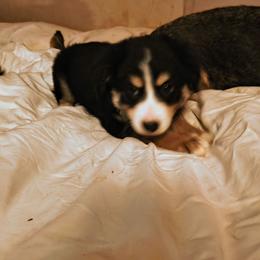 Bo - Black tri male Toy Australian Shepherd puppy in Jennings, Oklahoma from Casual Country Aussies