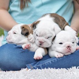 Bulldog Puppies from Simpkins' Southern Bulldogs