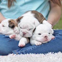 Bulldog Puppies from Simpkins' Southern Bulldogs