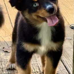 Luna - Black tri female Miniature Australian Shepherd puppy in Patterson, North Carolina from DreamLine Aussies