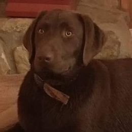 Georgia - Labrador Retriever