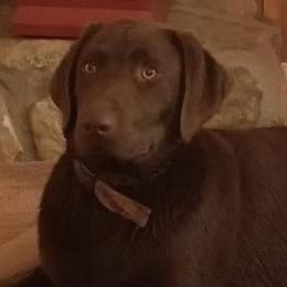 Georgia - Labrador Retriever