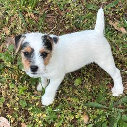 Boy 2 - Tri-color male Jack Russell Terrier puppy in New Kent, Virginia from Jigsaw Terriers