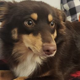 Miniature Australian Shepherds from Mini Aussies Nookery