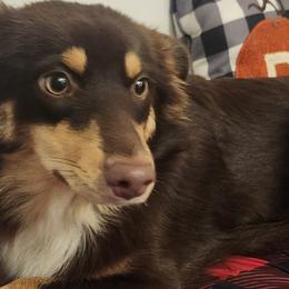 Miniature Australian Shepherds from Mini Aussies Nookery