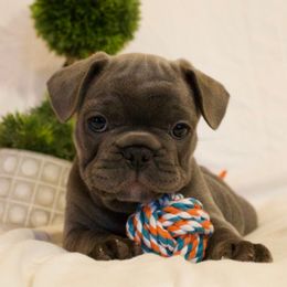 Eeyore - Blue male French Bulldog puppy in Middle Township, New Jersey from 609 Frenchies