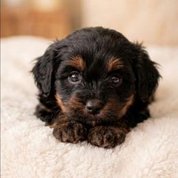 Raphael - Black and tan male Companion Cross puppy in Macon, Georgia from Shipoo Lane