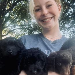 Dachshunds from Mighty Minis