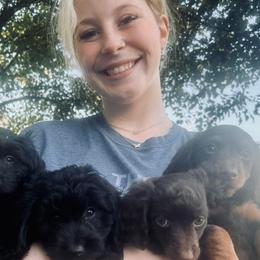 Dachshunds from Mighty Minis