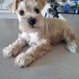 Miniature Schnauzers from Triple M