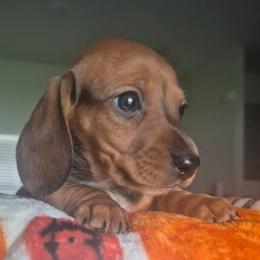 Girl born 4th - Sable female Dachshund puppy in Palm Coast, Florida from The McWhirt Dachshunds
