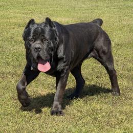 Tank - Cane Corso