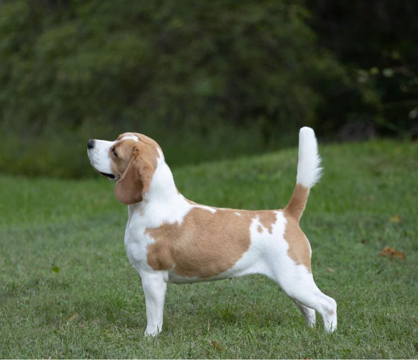 Merrylee Beagles in Mississippi | Beagle puppies | Good Dog