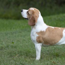 Beagles from Merrylee Beagles