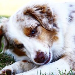 Aussiedoodles, Goldendoodles, and Miniature Australian Shepherds from Clover Bar Kennels