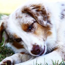 Aussiedoodles, Goldendoodles, and Miniature Australian Shepherds from Clover Bar Kennels