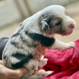 Merle girl 1 - Blue merle female Border Collie puppy in East Ellijay, Georgia from Nine Peaks Border Collies