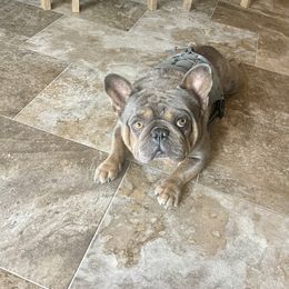 Tibby - French Bulldog