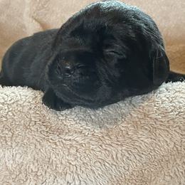 Puppy 1 - Black male Labrador Retriever puppy in Beavercreek, Oregon from Sweetwater Spring Labradors