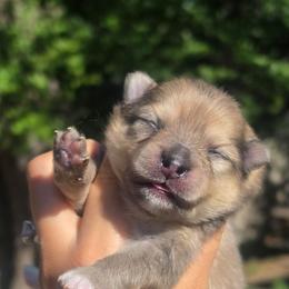 Benji - Red sable male Pomeranian puppy in Fort Worth, Texas from Picture Perfect Poms