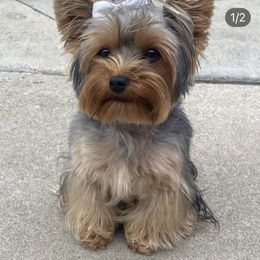 Roxy - Yorkshire Terrier