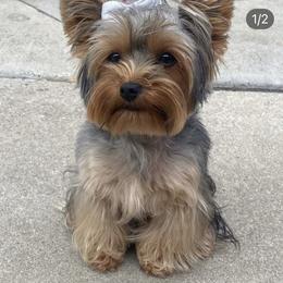 Roxy - Yorkshire Terrier
