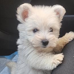 West Highland White Terrier Puppies from San Diego Westies
