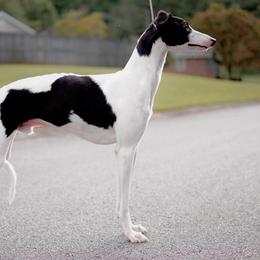 Ansel - Whippet