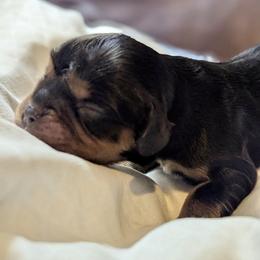 Elphaba (Elphy) - Black and tan female Cavalier King Charles Spaniel puppy in Corpus Christi, Texas from Kings Cross Cavaliers