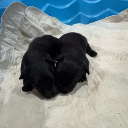 Black boy 2 - Black male Scottish Terrier puppy in Wellston, Ohio from White Apple Kennel