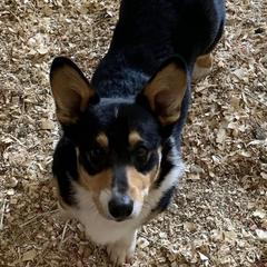 Rip - Pembroke Welsh Corgi