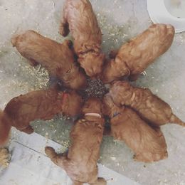 Goldendoodle Puppies from JD GoldenDoodles