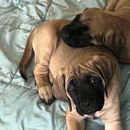 Mastiffs from Sagebrush Mastiffs