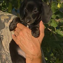 Jojo - Black female Dachshund puppy in Phoenix, Arizona from AZ's Prestigious Miniature Dachshunds