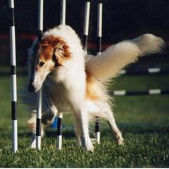 Cody - Borzoi