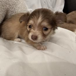 Chai - Chocolate and tan female Chihuahua puppy in Sherwood, Arkansas from Bartelt Breeders