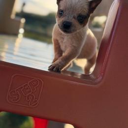 Smokey - Red speckled male Australian Cattle Dog puppy in Oronogo, Missouri from Dutton's Show Me Farms