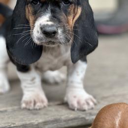 Basset Hound Puppies from Hill Top Basset Hounds & Great Pyrenees