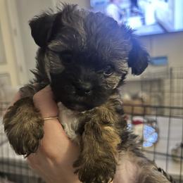 Sweetie. - Brown female Shihpoo puppy in Denver, Colorado from Angel babies