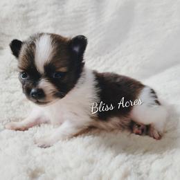 Tiny boy - Red parti male Pomeranian puppy in Ponca City, Oklahoma from Bliss Acres Farm