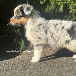 Cadbury- bmf9 - Blue merle female Australian Shepherd puppy in Chehalis, Washington from Wandering Acres Ranch