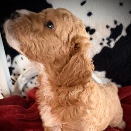 Beau - Red  male Goldendoodle puppy in Bradenton, Florida from Christianna’s Mini Goldendoodles