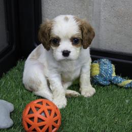AKC Jake - Blenheim male Cavalier King Charles Spaniel puppy in Albany, Indiana from Hatz Off Puppies