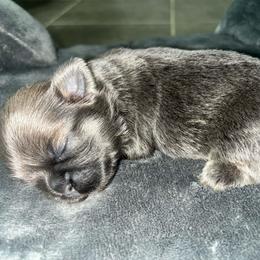 Juliet - Blue female Shih Tzu puppy in Lancaster, Ohio from Wandering Tzu